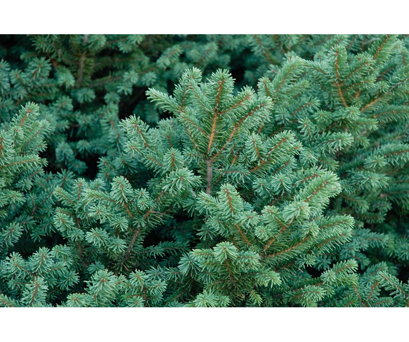 Birds Nest Spruce